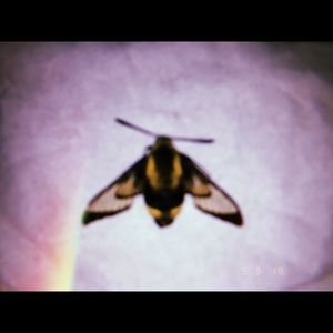 Meet your Posher, Bailey